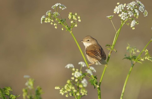 Dorngrasmuecke (Sylvia communis), Whitethroat, Weibchen, morgens, Mai, NSG Dingdener Heide,