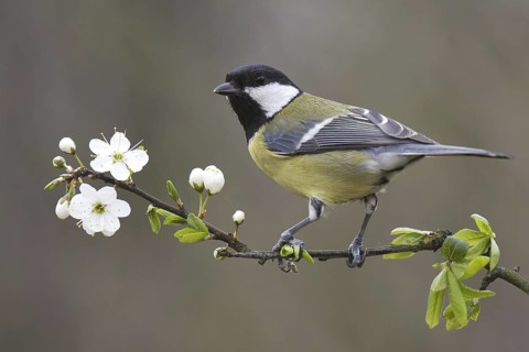 Great Tit (Parus major), Asturias, Spain