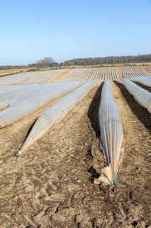 Polythene cloches, polytunnels, folio tunnels, running across farmland field to protect crops from