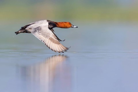 Pochard, (Aythya ferina), Anas ferina, animals, birds, duck birds, flight photo, Race area -