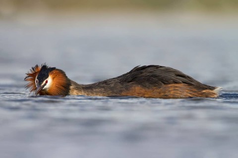 Great Crested Grebe (Podiceps cristatus), Utrecht, Netherlands