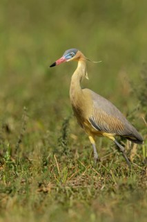 Whistling Heron (Syrigma sibilatrix) feeding in a wetland area in the Pantanal region of Brazil