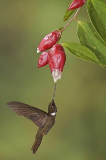 Brown Inca (Coeligena wilsoni), Ecuador