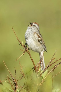 American Tree Sparrow (Spizelloides arborea) singing, Alaska, USA