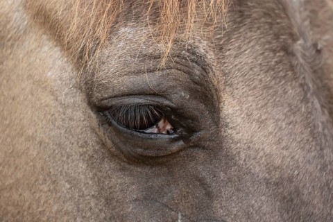 Konik pony (Equus ferus caballus) adult horse animal close up of an eye, England, United Kingdom