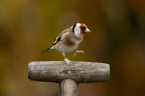 European goldfinch (Carduelis carduelis) adult garden bird on a fork handle in autumn, England,