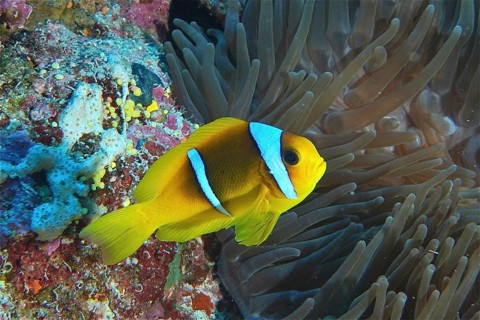 Red sea anemonefish (Amphiprion bicinctus)