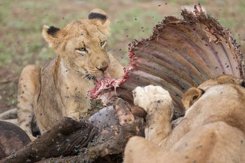 African Lion (Panthera leo) females feeding on kill, Sabi Sands, South Afrika