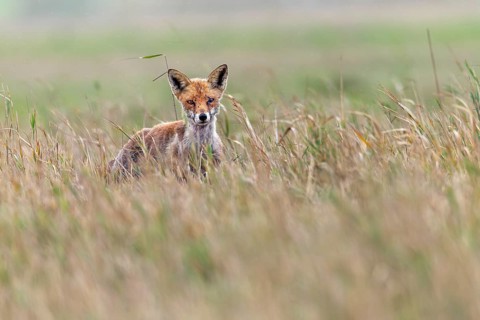 The life of the red fox (Vulpes vulpes) is not an easy one and this older specimen shows the