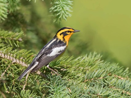 A male Blackburnian Warbler (Setophaga fusca) in a spruce tree at Emma Lake, Saskatchewan