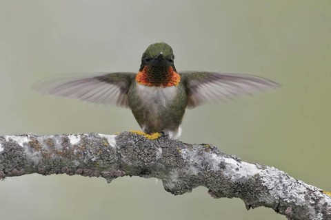 Ruby-throated Hummingbird (Archilochus colubris), Maine, USA