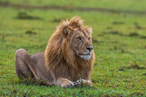 Resting lion (Panthera leo), male, Masai Mara, Kenya