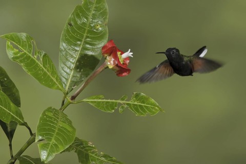 Black-bellied Hummingbird (Eupherusa nigriventris), Costa Rica