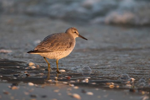 Red Knot (Calidris canutus) juvenile foraging at shoreline, Vlieland, Netherlands