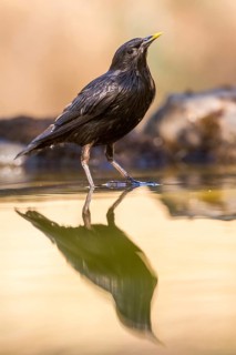 Spotless Starling (Sturnus unicolor) at waterhole, Andalusia, Spain