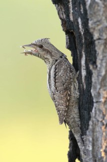 Eurasian Wryneck (Jynx torquilla), Nizhegorodskaya, Russia