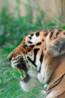 Close-up view of a Bengal tiger, Panthera tigris tigris, with detailed fur patterns and vibrant