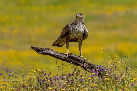 Bonelli's eagle (Aquila fasciata), flower meadow, Andalusia, Spain