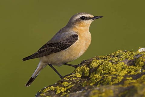 Northern Wheatear. Steinschmätzer, Chasco-cinzento, Oenanthe oenanthe, Collalba Gris, Culbianco