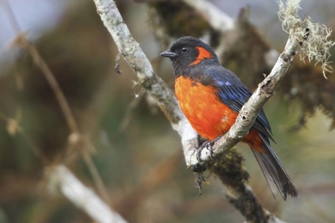 Scarlet-bellied Mountain-Tanager (Anisognathus igniventris) perched on a branch in Bolivia, South