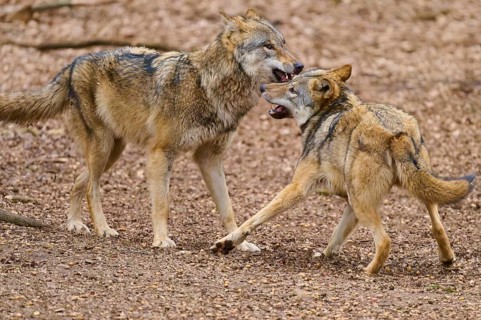 Two wolves interacting in the forest with snouts pointing at each other, showing playful