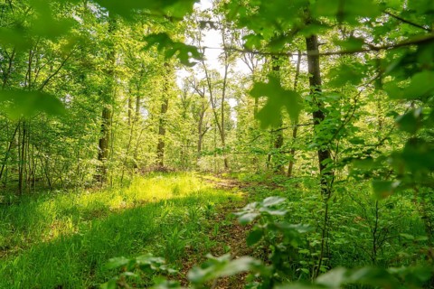 A shady forest path surrounded by green leaves and sunlight, forest pasture project, compensatory