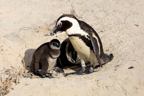 African penguin (Spheniscus demersus), adult, two chicks, nest, beach, Boulders Beach, Simonstown,