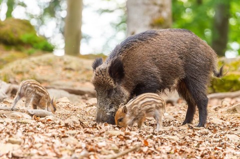 Wild boar (Sus scrofa) mother with her piglets (Squeaker) in a forest, Bavaria, Germany