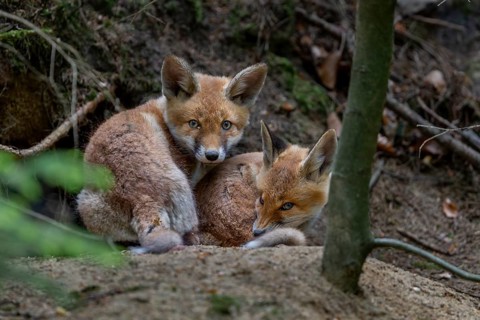 Red fox cubs (Vulpes vulpes) are always a sweet sight, animal cubs, cute, youth, May, Germany