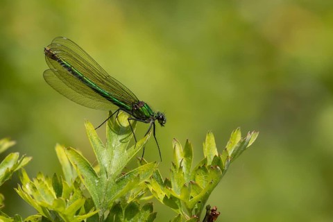 Banded demoiselle damselfly (Calopteryx splendens) adult female insect resting on a Hawthorn tree