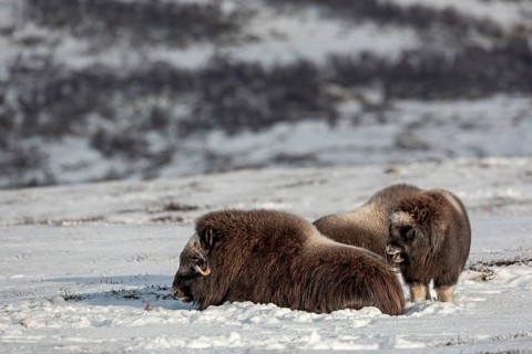 Yawning, the musk ox calf (Ovibos moschatus) waits for a reaction from its mother, baby animals,