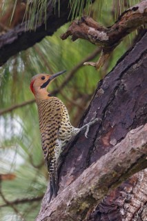 Northern Flicker (Colaptes auratus) perched on a branch in Cuba