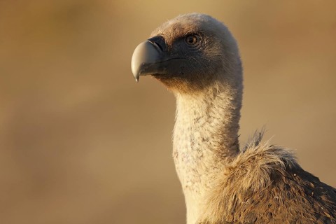 Griffon Vulture (Gyps fulvus), Madrid, Spain