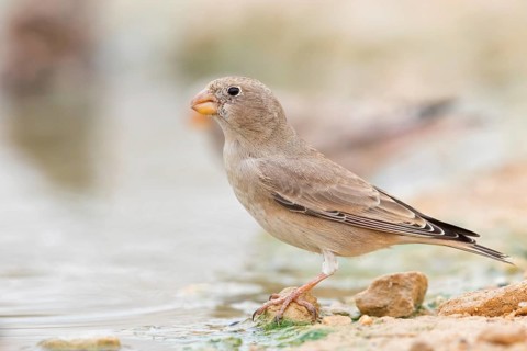 Desert Finch, Finch Family, Finch, Trumpeter Finch, (Rhodopechys githaginea), Roselin githagine,