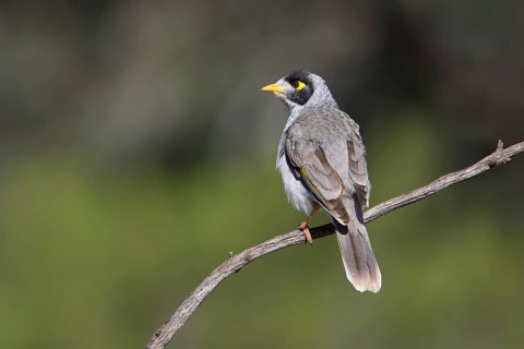Noisy Miner (Manorina melanocephala), Victoria, Australia