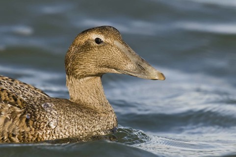 Common Eider (Somateria mollissima) female, New Jersey, USA