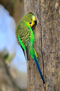 Budgerigar (Melopsittacus undulatus), adult, male, at breeding box, Alice Springs, Northern