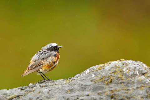 Common Redstart (Phoenicurus phoenicurus) male perched on a rock, Switzerland