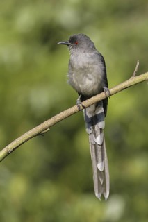 Long-tailed Sibia (Heterophasia picaoides), Malaysia