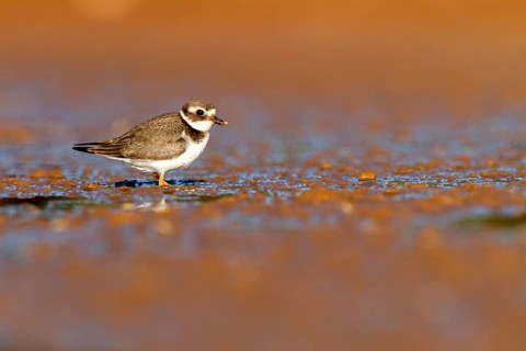 Common Ringed Plover (Charadrius hiaticula) juvenile, Castile-La Mancha, Spain
