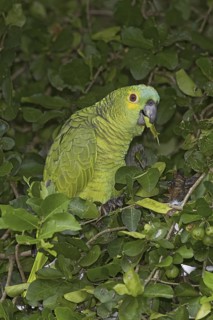 Turquoise-fronted Amazon (Amazona aestiva), Mato Grosso do Sul, Brazil