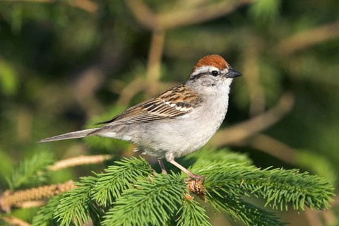 Chipping Sparrow Spizella passerina Des Moines, Iowa, United States 28 May Adult Emberizidae