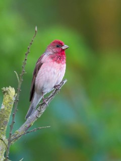 Common Rosefinch (Carpodacus erythrinus) male, Mecklenburg-Western Pomerania, Germany