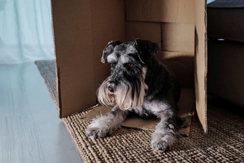 Miniature schnauzer lying inside a cardboard box at home. The image shows the tenderness that