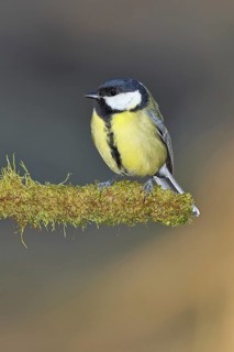 Great tit (Parus major), sitting on moss-covered dead wood, Wilnsdorf, North Rhine-Westphalia,