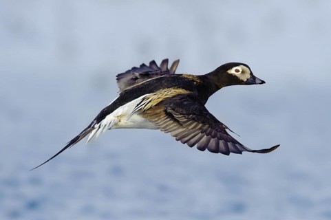 Long-tailed Duck (Clangula hyemalis) male flying, Alaska, USA