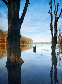 Autumn at Schweingartensee, dead tree trunks on the shore, Müritz National Park, Serrahn sub-area,