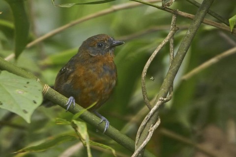 Blackish Antbird (Cercomacra nigrescens)