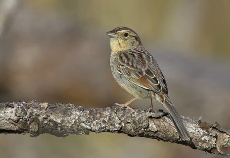 Bachman's Sparrow (Peucaea aestivalis), Florida, USA