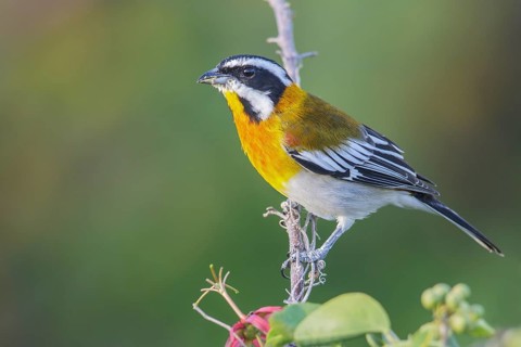 Western Spindalis (Spindalis zena) perched on a branch in Cuba